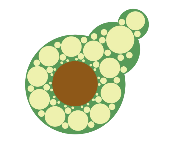 avocado