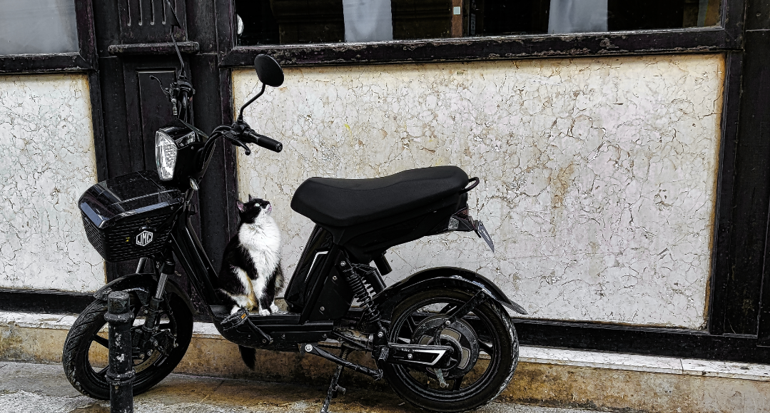 cat on a bike